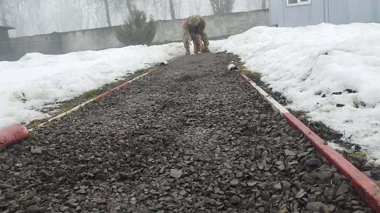 Tagged K9 footage still