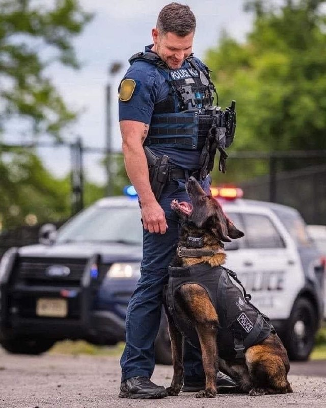 Military working dog with handler in field gear.