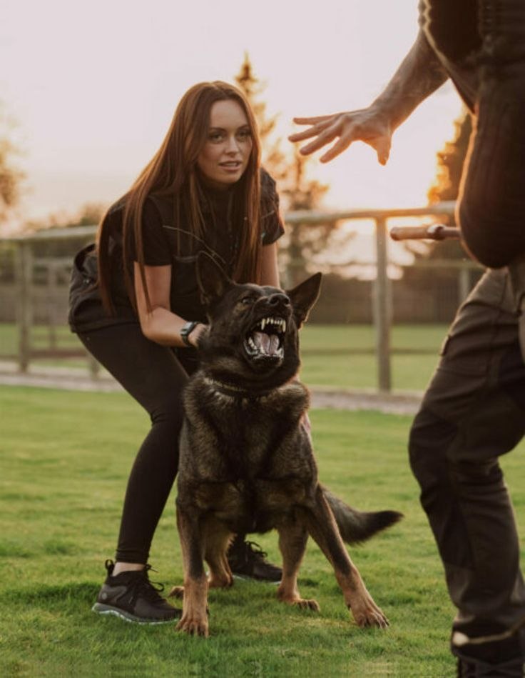 Protection dog in active controlled training posture.